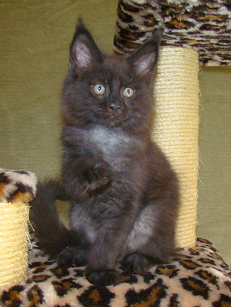     Catsvill County!   !    !       !!!    Catsvill County +7-926-544-74-09     .   ,   ,   ,    ,   ,  ,     ,   -,    ,   !